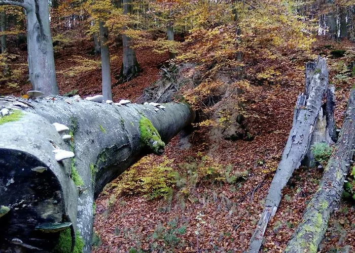 Vakantiehuis Bobrowa Przystan